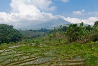 Kaffeeplantage in Vietnam